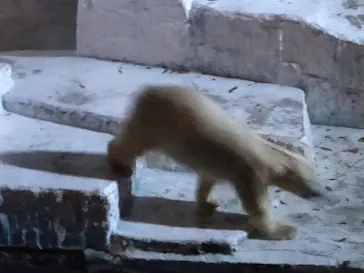 天王寺動物園に投稿された画像（2021/10/9）