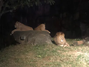 天王寺動物園に投稿された画像（2021/10/9）