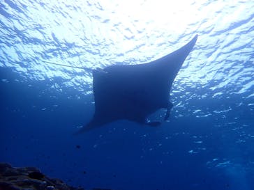 南ぬ島DIVESITEに投稿された画像（2021/10/9）