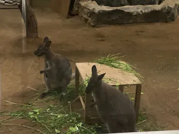 天王寺動物園に投稿された画像（2021/10/9）