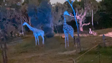 天王寺動物園に投稿された画像（2021/10/9）