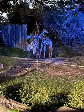 天王寺動物園に投稿された画像（2021/10/9）