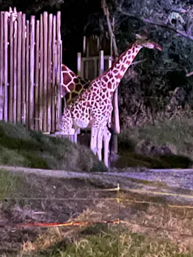 天王寺動物園に投稿された画像（2021/10/9）