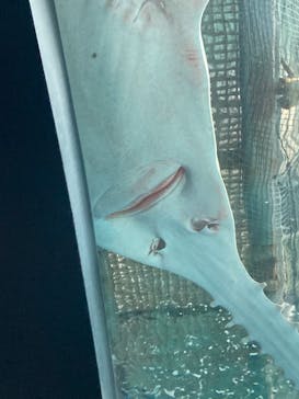 マクセル アクアパーク品川に投稿された画像（2021/10/9）