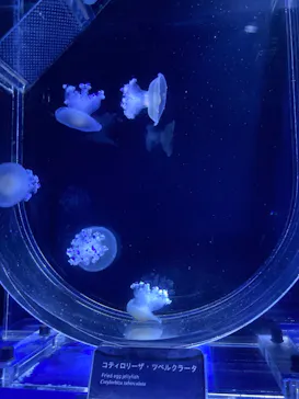 すみだ水族館に投稿された画像（2021/10/9）