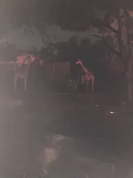 天王寺動物園に投稿された画像（2021/10/9）