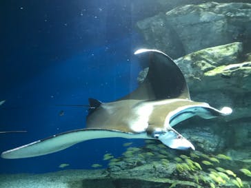 マクセル アクアパーク品川に投稿された画像（2021/10/9）