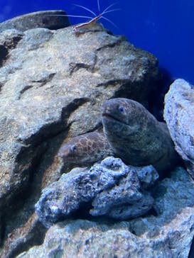 新江ノ島水族館に投稿された画像（2021/10/9）