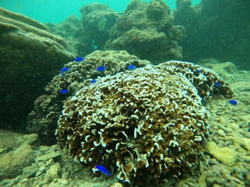 武藤潜水に投稿された画像（2021/10/10）