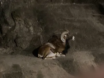 天王寺動物園に投稿された画像（2021/10/10）