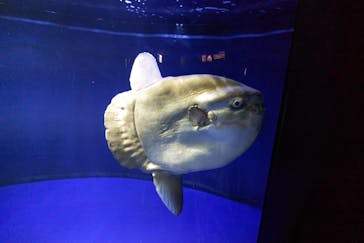 サンシャイン水族館に投稿された画像（2021/10/10）