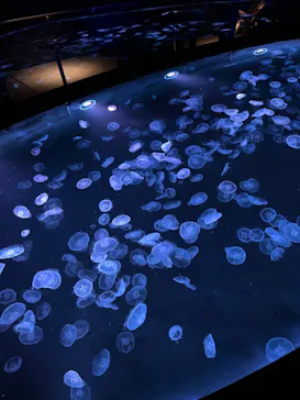 すみだ水族館に投稿された画像（2021/10/10）