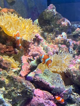 しながわ水族館に投稿された画像（2021/10/10）