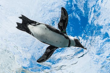 サンシャイン水族館に投稿された画像（2021/10/10）