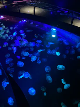 すみだ水族館に投稿された画像（2021/10/10）