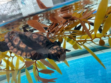 名古屋港水族館に投稿された画像（2021/10/10）