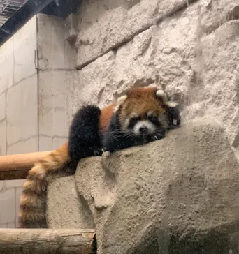 天王寺動物園に投稿された画像（2021/10/10）