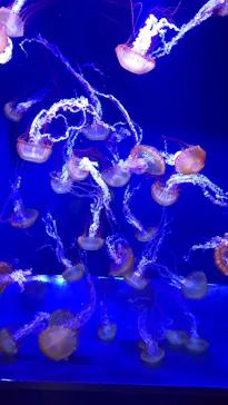 すみだ水族館に投稿された画像（2021/10/10）