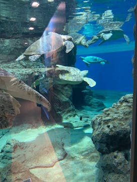 名古屋港水族館に投稿された画像（2021/10/10）