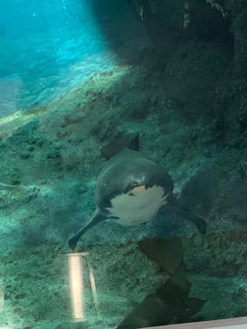 名古屋港水族館に投稿された画像（2021/10/10）