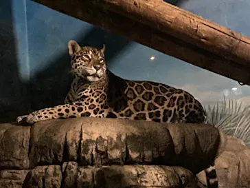 天王寺動物園に投稿された画像（2021/10/10）