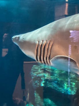 しながわ水族館に投稿された画像（2021/10/10）