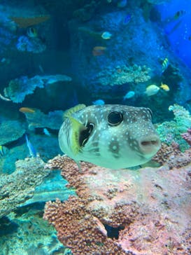 しながわ水族館に投稿された画像（2021/10/10）