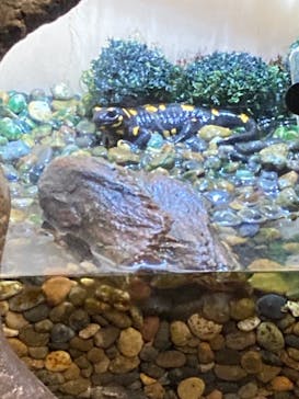 しながわ水族館に投稿された画像（2021/10/10）