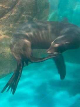 しながわ水族館に投稿された画像（2021/10/10）