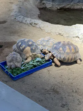 天王寺動物園に投稿された画像（2021/10/10）