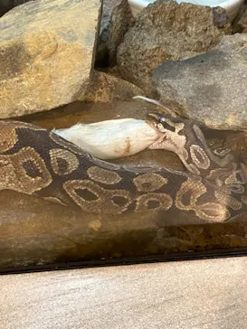 天王寺動物園に投稿された画像（2021/10/10）