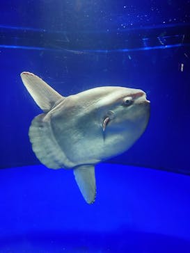 サンシャイン水族館に投稿された画像（2021/10/10）