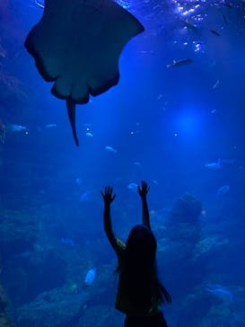京都水族館に投稿された画像（2021/10/10）