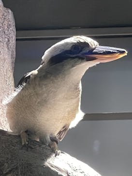 カワスイ 川崎⽔族館に投稿された画像（2021/10/10）