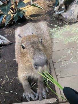カワスイ 川崎⽔族館に投稿された画像（2021/10/10）