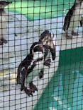 天王寺動物園に投稿された画像（2021/10/10）