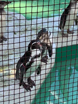 天王寺動物園に投稿された画像（2021/10/10）