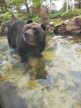サホロリゾート　ベア･マウンテンに投稿された画像（2021/10/10）