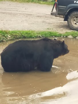 サホロリゾート　ベア･マウンテンに投稿された画像（2021/10/10）
