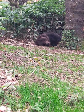 サホロリゾート　ベア･マウンテンに投稿された画像（2021/10/10）