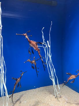 サンシャイン水族館に投稿された画像（2021/10/10）