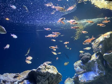 サンシャイン水族館に投稿された画像（2021/10/10）