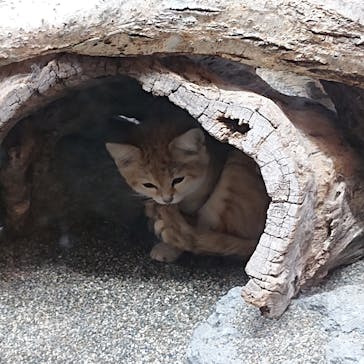 那須どうぶつ王国に投稿された画像（2021/10/10）