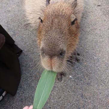 那須どうぶつ王国に投稿された画像（2021/10/10）
