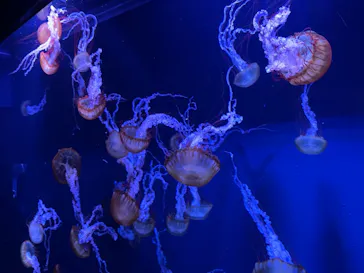 すみだ水族館に投稿された画像（2021/10/10）