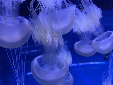 すみだ水族館に投稿された画像（2021/10/10）