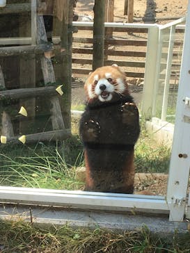 秋吉台自然動物公園 サファリランドに投稿された画像（2021/10/10）