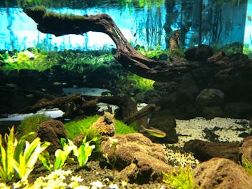 カワスイ 川崎⽔族館に投稿された画像（2021/10/10）