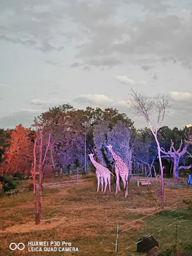 天王寺動物園に投稿された画像（2021/10/10）