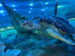 しながわ水族館に投稿された画像（2021/10/10）